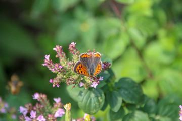 nice butterfly in german Kleiner Feuerfalter in english small firefly