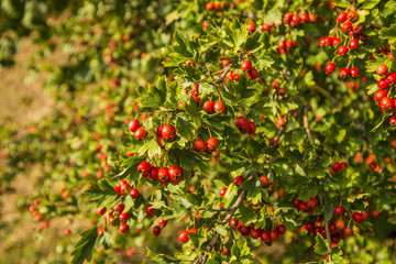 Hawthorn fruits, ripe on a tree
