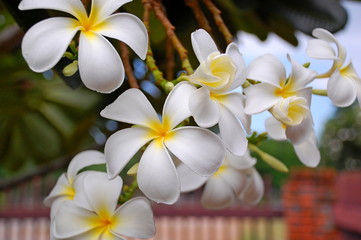 Plumeria flowers blooming in summer in Thailand
