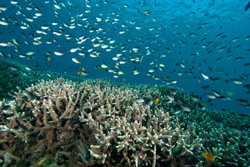 Naklejka na ściany i meble Tropical Coral Reef Underwater Landscape