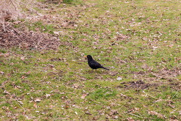 Bird on the field