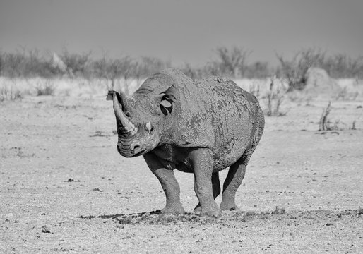 Black Rhinoceros