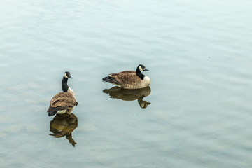 Canadian geese