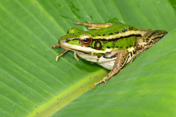 Image of paddy field green frog or Green Paddy Frog (Rana erythraea) on the green leaf. Amphibian. Animal.