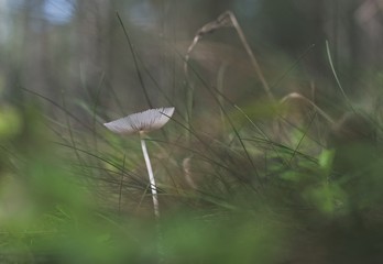 Tiny mushroom - elegant beauty