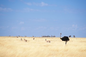 Namibia Etosha National Park Plains Ostrich Sprinboks Oryx