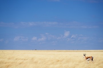 Namibia Etosha National Park Springbok - obrazy, fototapety, plakaty