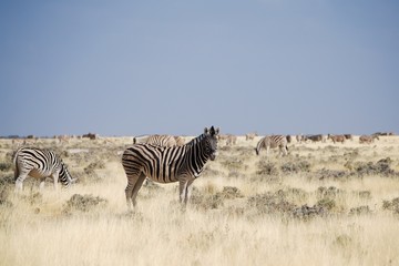 Fototapeta na wymiar Namibia Etosha National Park Zebra Herd