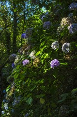 wild hydrangeas
