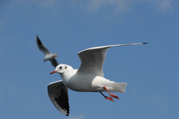 瀬戸内とカモメ