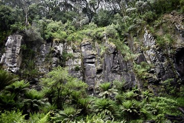 Rainforest cliff face