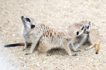 Family of meerkats. Matriarchy. Leadership.