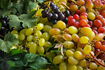Variety of fresh sweet grapes