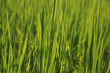Fototapeta na wymiar Natural green background of rice leaves.