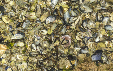 Seashells attached to a rock