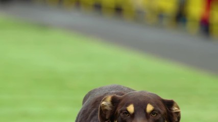 Telephoto shot of black kelpie racing. Filmed in 180fps slow-motion.