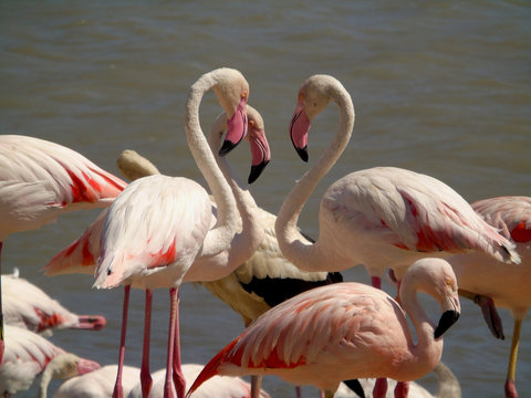 Flamencos