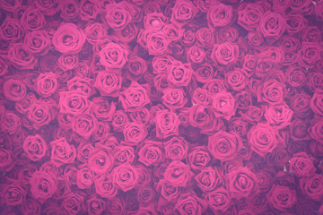 Dark toned vintage pink purple roses flowers wall background.