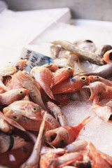 Étal poissonnerie marché