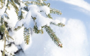 Spruce tree branch with snow in winter