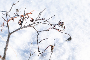 Branches of wild rose with dry fruits