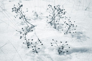 Dry flowers on snowdrift in winter season
