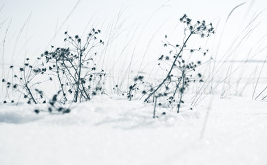 Fototapeta premium Dry flowers on a snowdrift in winter season
