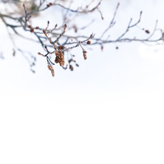 Birch tree branches in winter, close-up