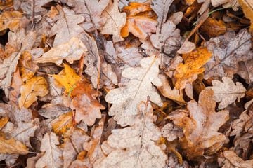 Fallen oak tree leaves lay on ground in park