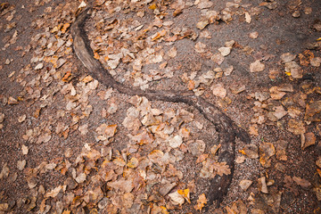 Curved tree root sticks out across the road