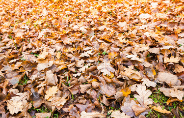 Fallen yellow leaves lay over grass in park
