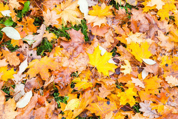 Maple leaves lay over grass in park, top view