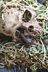Death skull human with big snail crawl on face and rot bean sprouts some foul smelly.