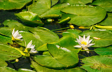 water lilies in the pond