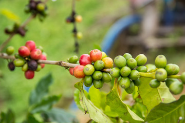 Coffee beans fruit on tree in farm.