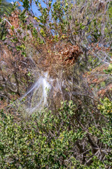 Processionary moth or caterpillar silk nests in the gwarrie bush in the Addo Elephant National Park in the Eastern Cape province of South Africa