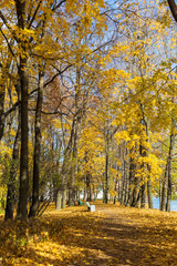 landscape in autumn park