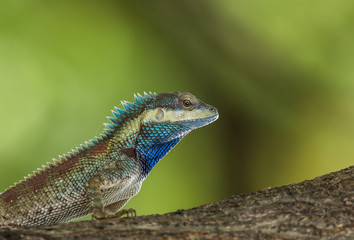 Blue-crested Lizard on tree with green background.