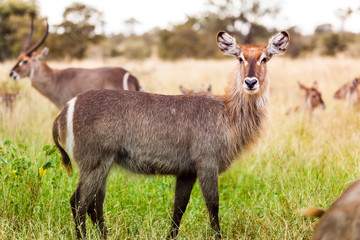 Waterbuck feeding on green grass in the Kruger park, South Africa.