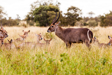 Waterbuck feeding on green grass in the Kruger park, South Africa.