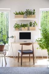 Shelves with fresh plants hanging above wooden desk with empty screen monitor in real photo of white living room interior