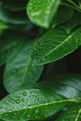 close up of leaves with water drops after dew