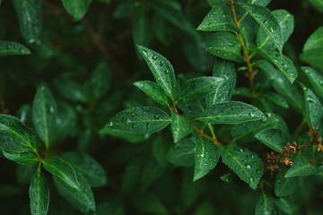 green leaves with water drops after rain