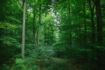 Obrazy na Szkle  piękne drzewa liściaste w lesie w Würzburgu, Niemcy