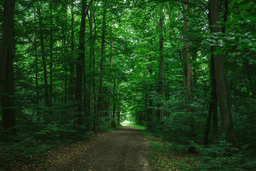 path in green dark forest in Wurzburg, Germany