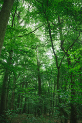 Fototapeta na wymiar trees with green leaves in forest in Wurzburg, Germany