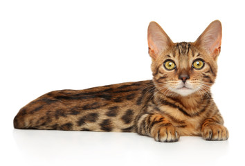 Bengal kitten lying on white background