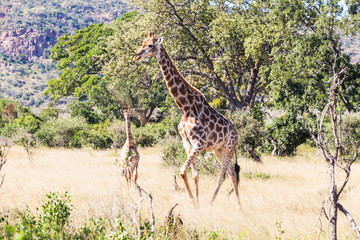A young giraffe and mother in the bush in the Kruger park, South Africa.