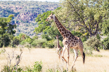 A young giraffe and mother in the bush in the Kruger park, South Africa.