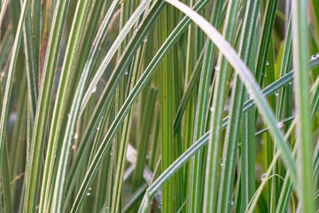Drops of water on narrow-leaved grass